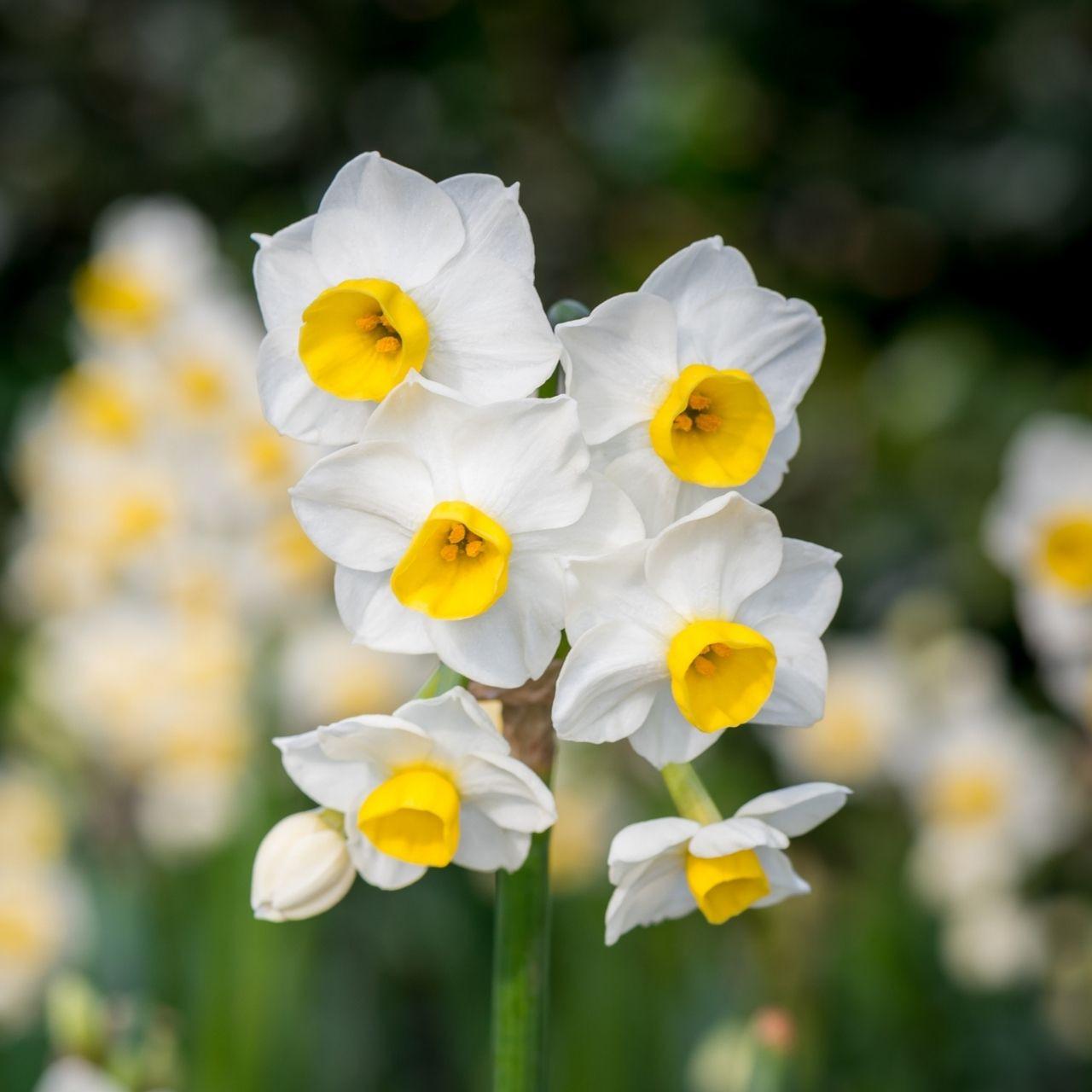Photo of Tazetta Narcissus (Narcissus 'Avalanche') uploaded by Joy