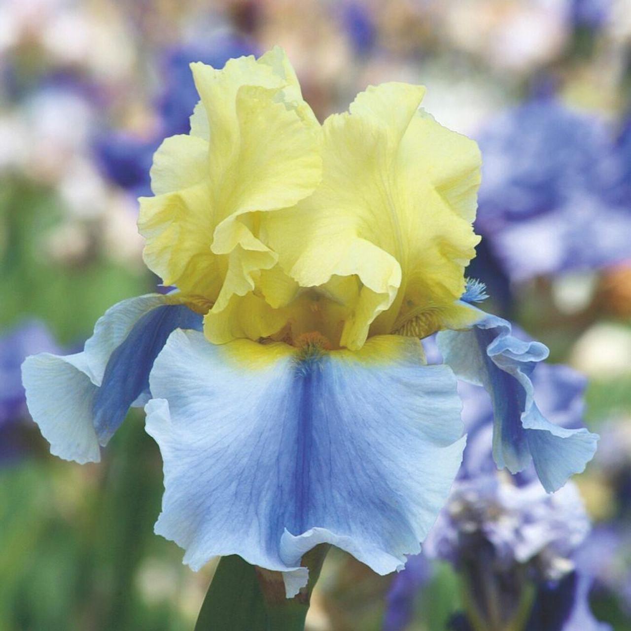 Photo of Tall Bearded Iris (Iris 'Easter Candy') uploaded by Joy