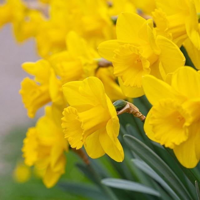 Photo of Trumpet Daffodil (Narcissus 'Dutch Master') uploaded by Joy