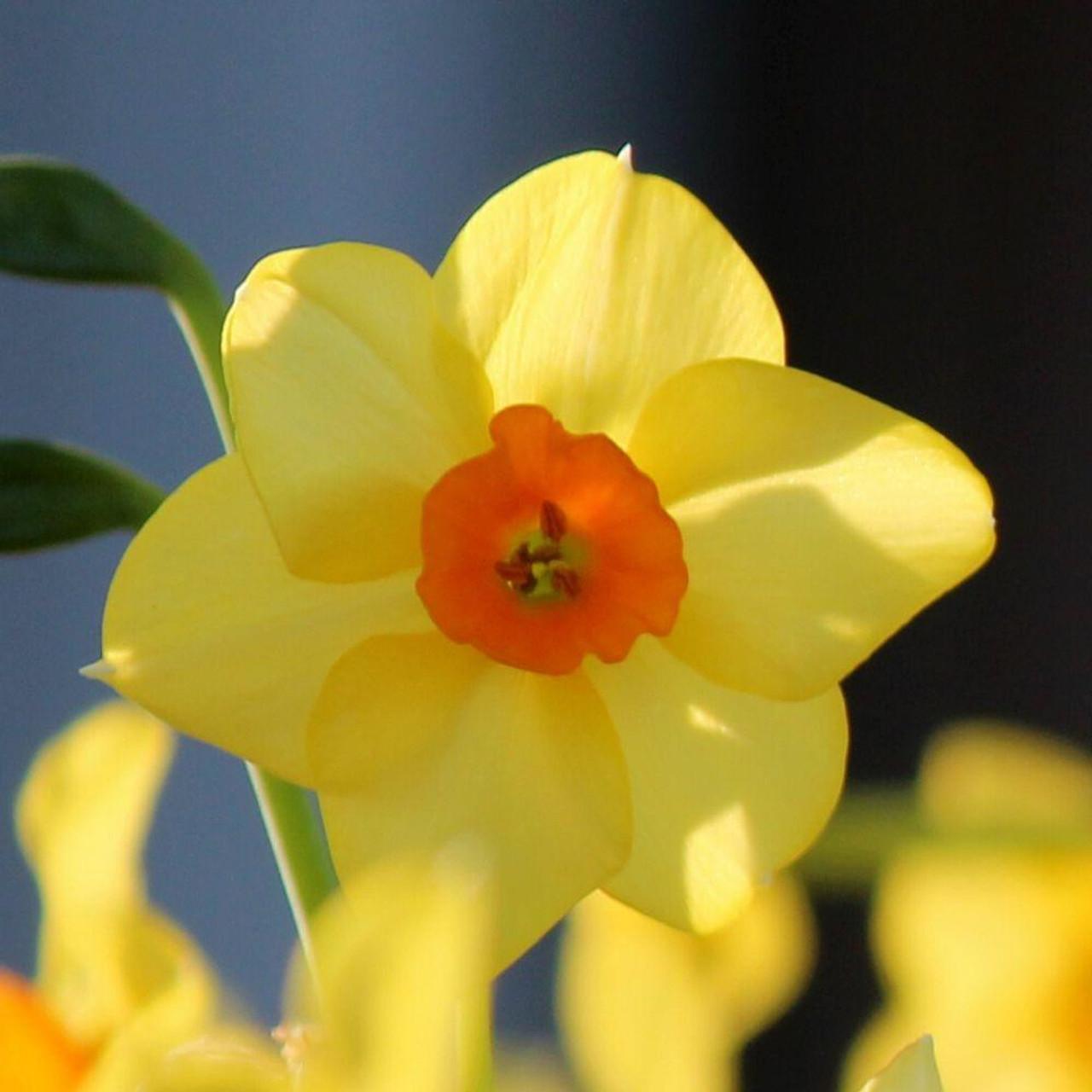 Photo of Tazetta Daffodil (Narcissus 'Falconet') uploaded by Joy