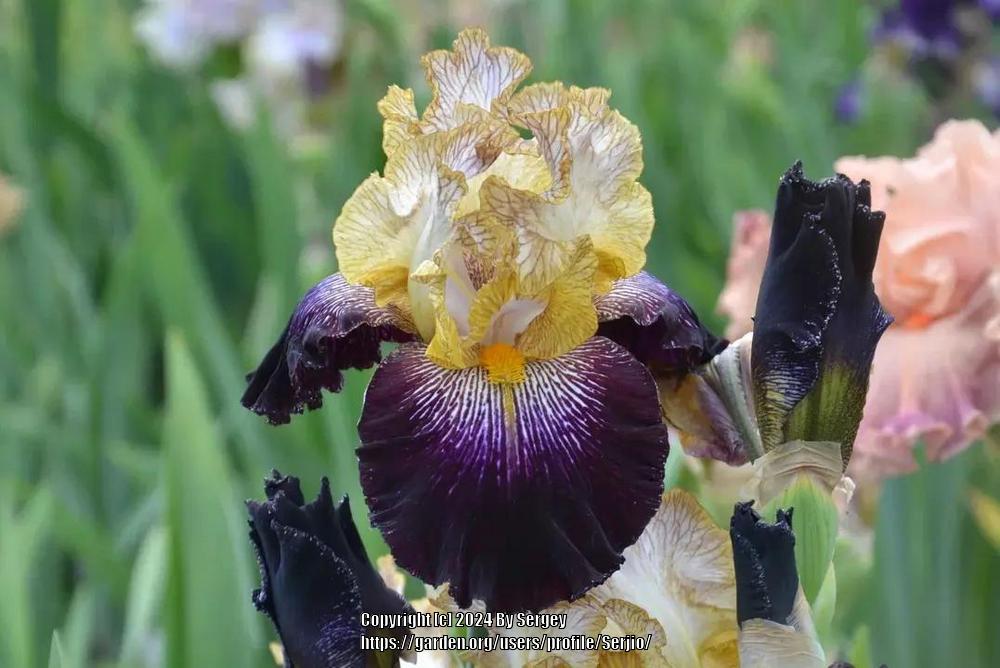 Photo of Tall Bearded Iris (Iris 'Let's Play Dress Up') uploaded by Serjio