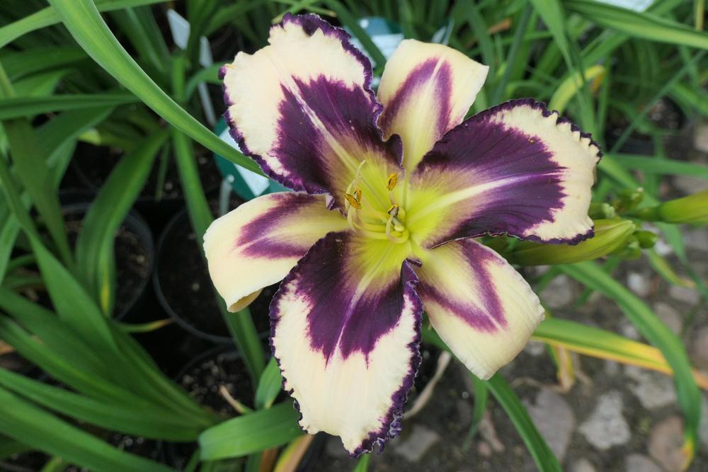 Photo of Daylily (Hemerocallis 'Inscribed on My Heart') uploaded by Caruso