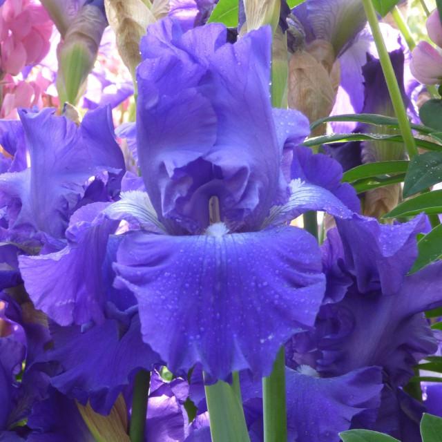 Photo of Tall Bearded Iris (Iris 'Stellar Lights') uploaded by Joy