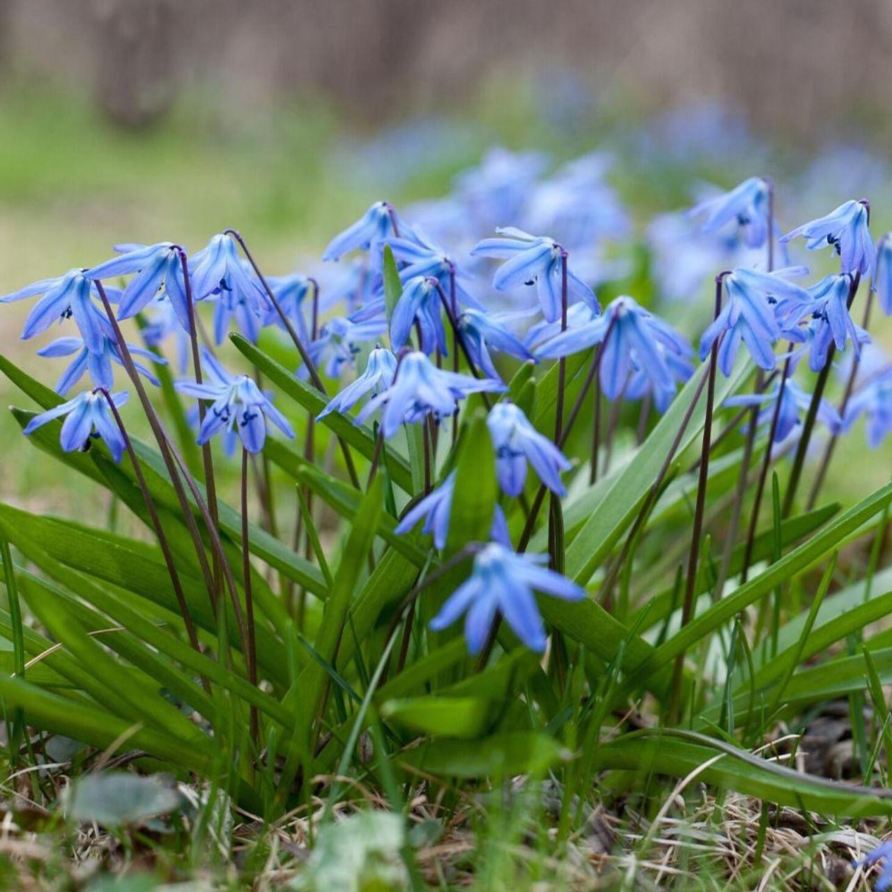 Photo of Siberian Squill (Scilla siberica) uploaded by Joy
