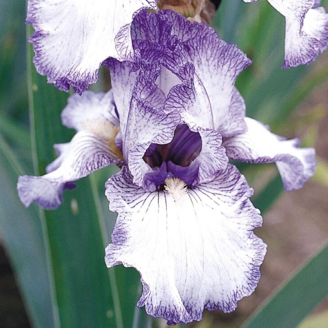 Photo of Tall Bearded Iris (Iris 'Earl of Essex') uploaded by Joy