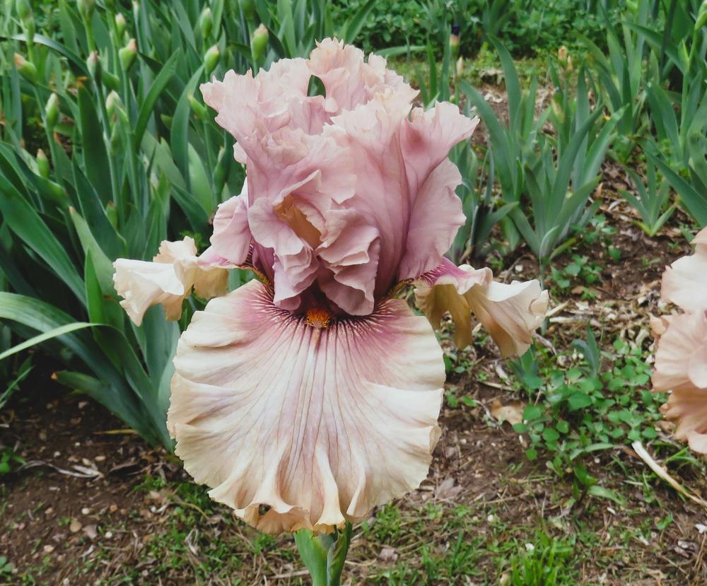 Photo of Tall Bearded Iris (Iris 'Beachy Queen') uploaded by KentPfeiffer