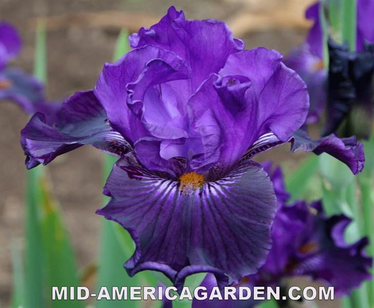 Photo of Border Bearded Iris (Iris 'Black Label') uploaded by KentPfeiffer
