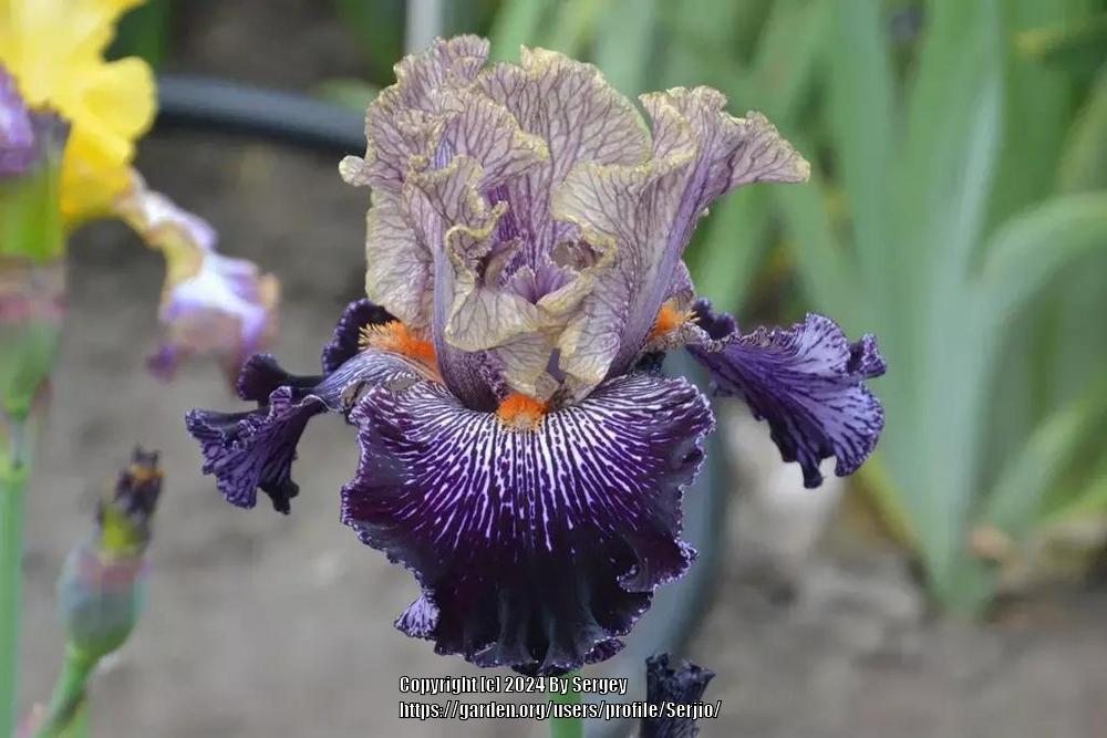 Photo of Tall Bearded Iris (Iris 'All in Vein') uploaded by Serjio