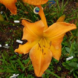 Location: Eagle Bay, New York
Date: 2023-09-10
Daylily 'Explosion in the Paint Factory' ... first scape 'ever' a