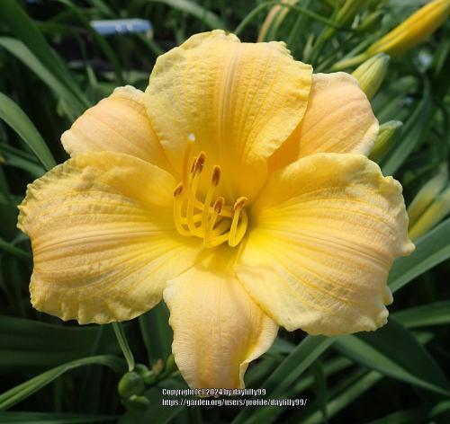 Thumb of 2024-01-21/daylilly99/224d7a