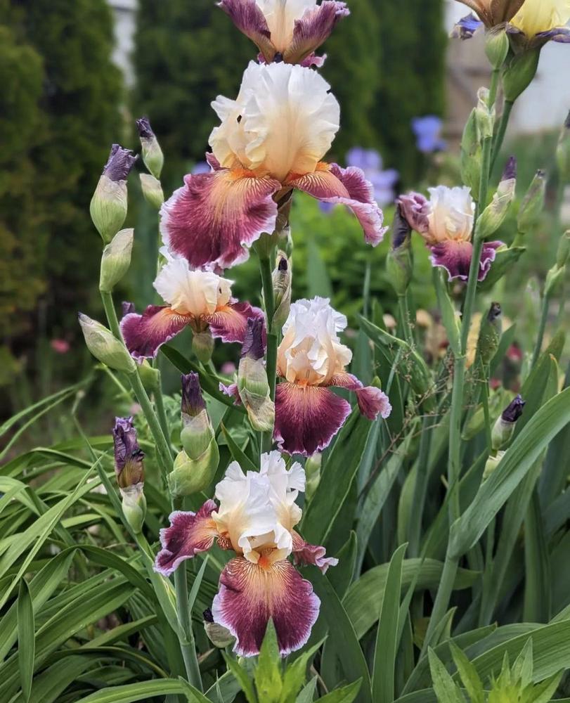 Photo of Tall Bearded Iris (Iris 'Care To Dance') uploaded by sstoll1990