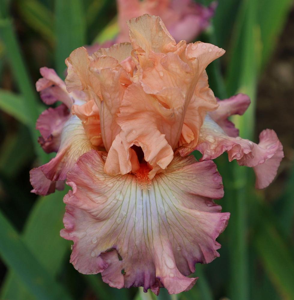 Photo of Tall Bearded Iris (Iris 'Naked Beauty') uploaded by ARUBA1334