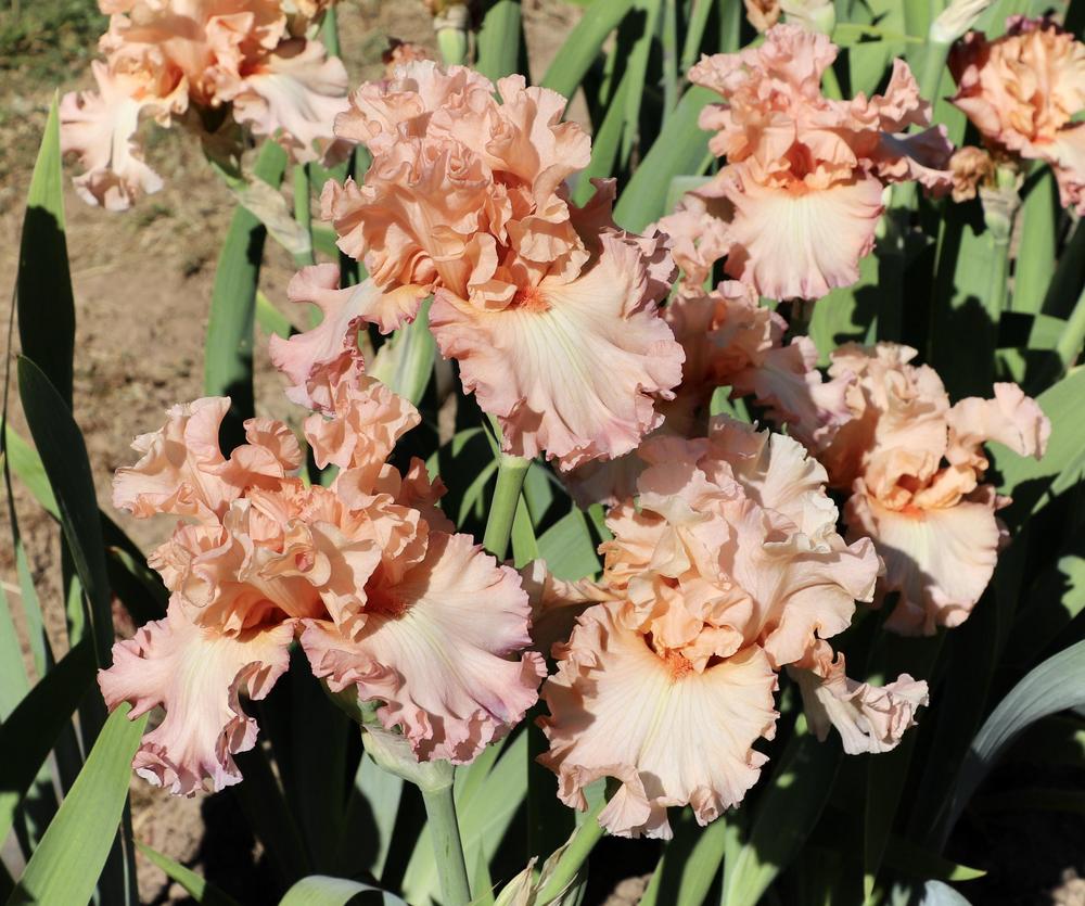 Photo of Tall Bearded Iris (Iris 'Naked Beauty') uploaded by ARUBA1334
