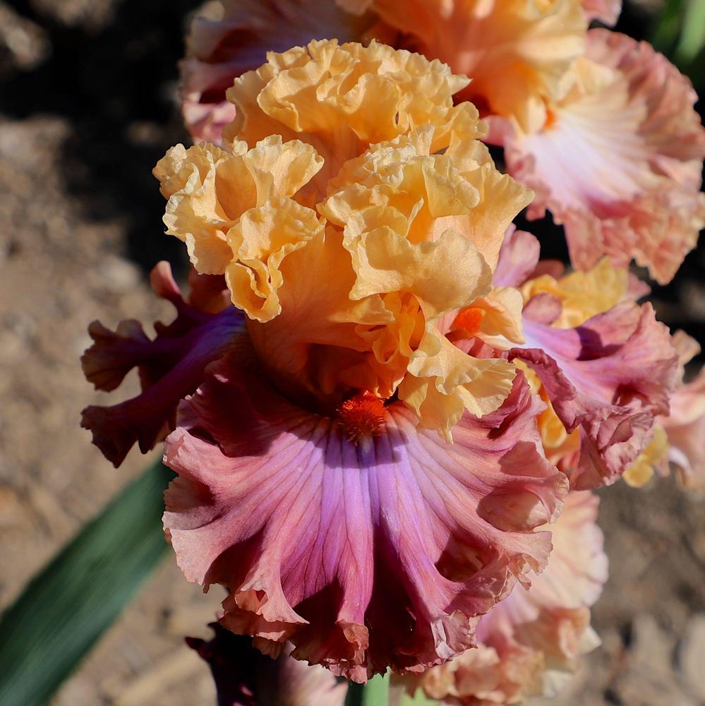 Photo of Tall Bearded Iris (Iris 'Carry a Tune') uploaded by ARUBA1334