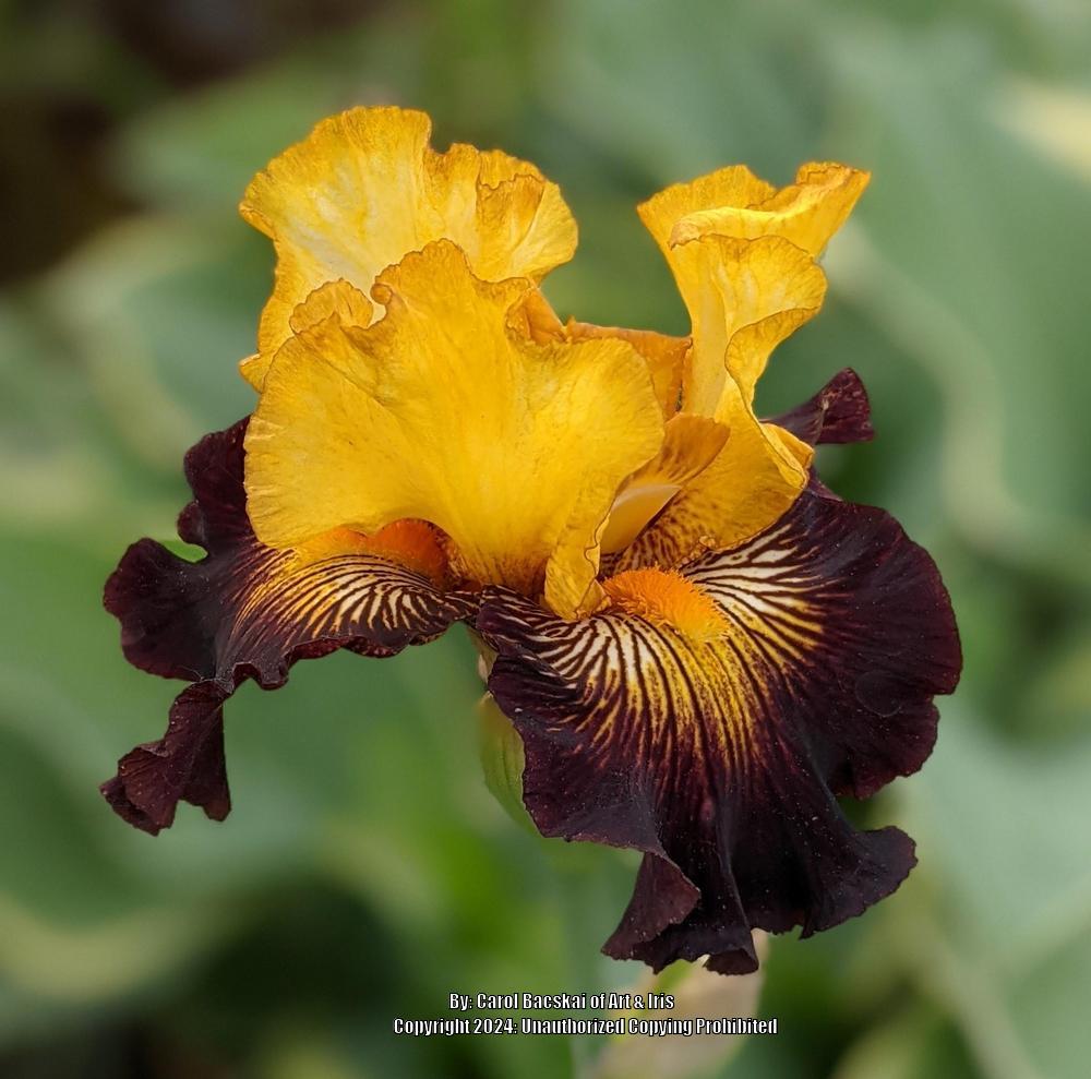 Photo of Tall Bearded Iris (Iris 'Reckless Abandon') uploaded by Artsee1