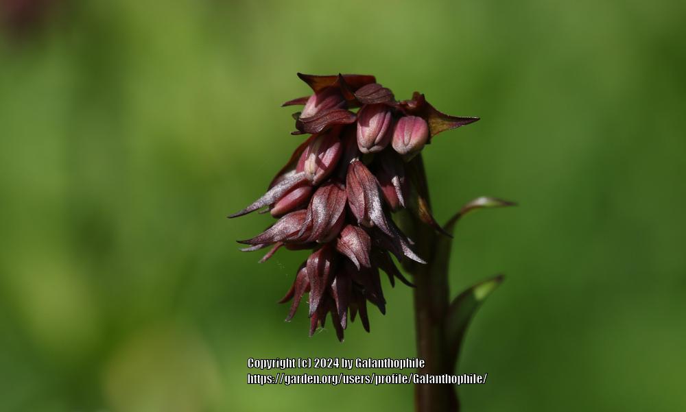 Photo of Martagon Lily (Lilium martagon) uploaded by Galanthophile
