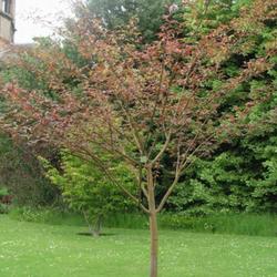 Location: Howick Hall gardens, Northumberland, England UK 
Date: 4000-01-22
Acer davidii