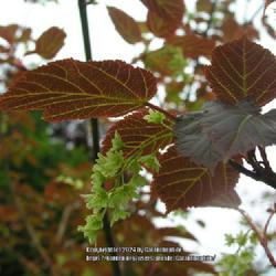 Location: Howick Hall gardens, Northumberland, England UK 
Date: 4000-01-22
Acer davidii