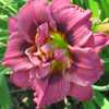 Photo Courtesy of O'Bannon Springs Daylilies.