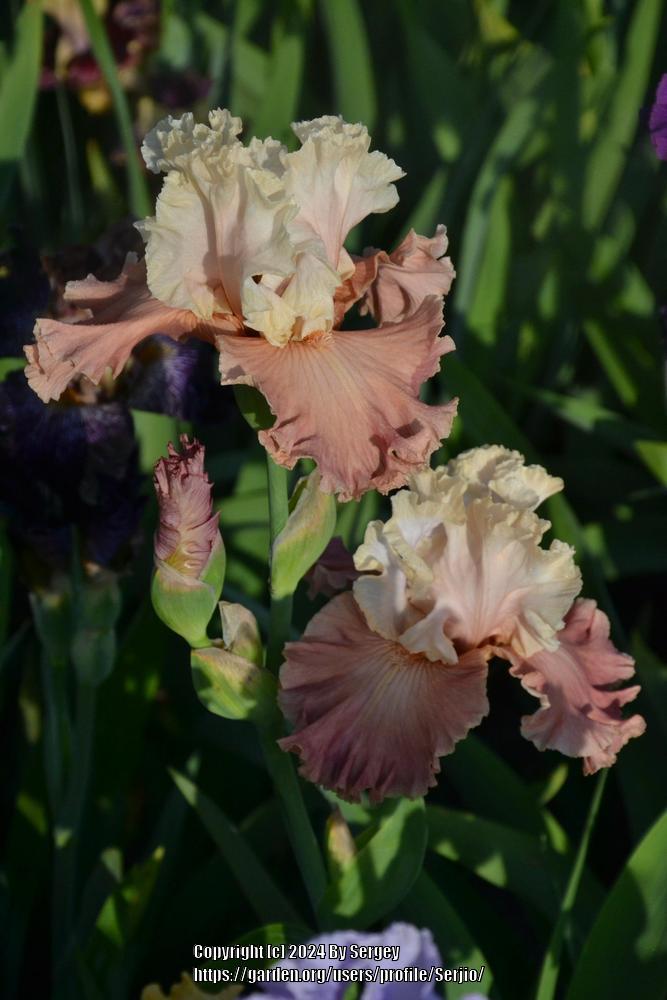 Photo of Tall Bearded Iris (Iris 'Destiny's Kiss') uploaded by Serjio