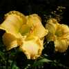 Daylily (Hemerocallis 'Singing in the Wind') blooming into Septem