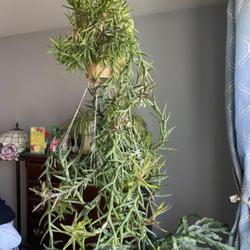 Location: South facing window in Maryland
Date: 2024-01-22
Hanging tiger tooth aloe