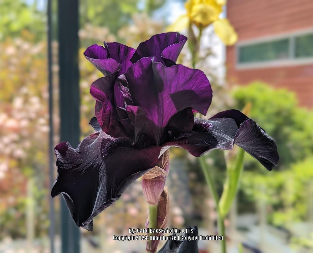 Photo of Tall Bearded Iris (Iris 'Before the Storm') uploaded by Artsee1