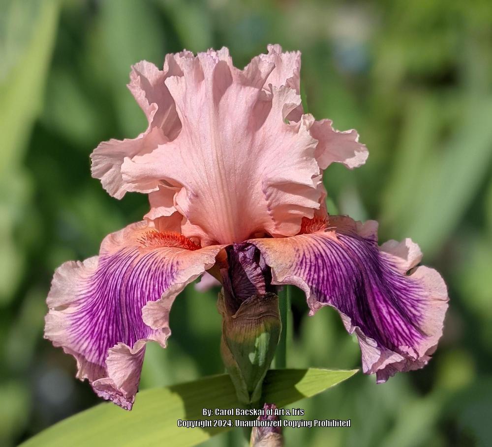 Photo of Tall Bearded Iris (Iris 'Splurge') uploaded by Artsee1