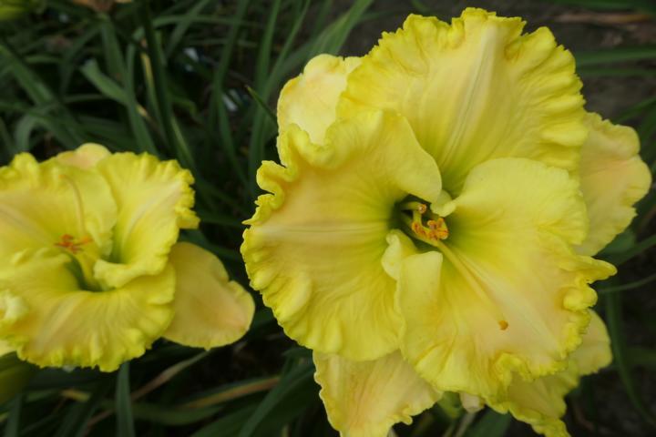 Photo of Daylily (Hemerocallis 'Jolly Good Yellow') uploaded by Caruso
