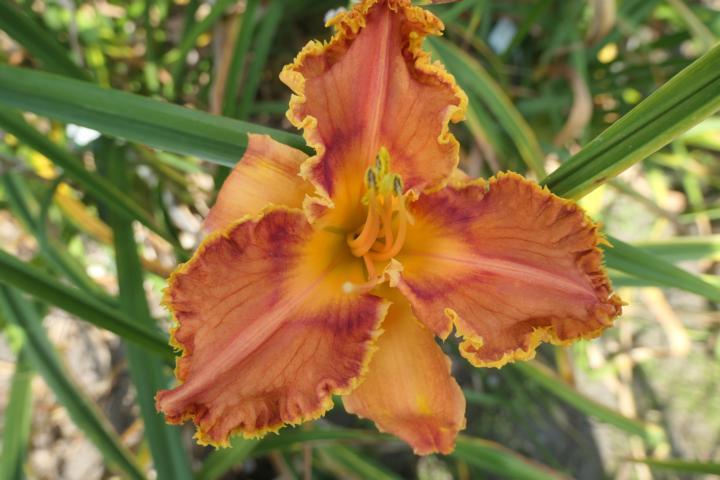 Photo of Daylily (Hemerocallis 'Interview with a Vampire') uploaded by Caruso
