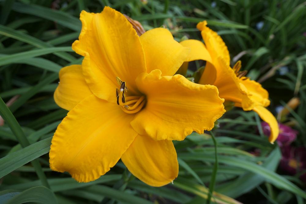 Photo of Daylily (Hemerocallis 'Intense Orange Gold') uploaded by Caruso