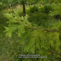 Location: Howick Hall gardens, Northumberland, England UK 
Date: 2019-08-18
Cephalotaxus wilsoniana