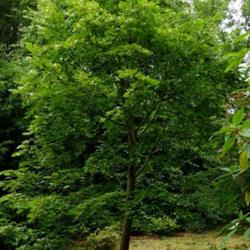 Location: Howick Hall gardens, Northumberland, England UK 
Date: 2020-08-07
Tilia chinensis