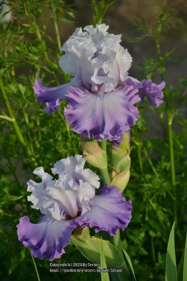 Photo of Tall Bearded Iris (Iris 'Enamored') uploaded by Serjio