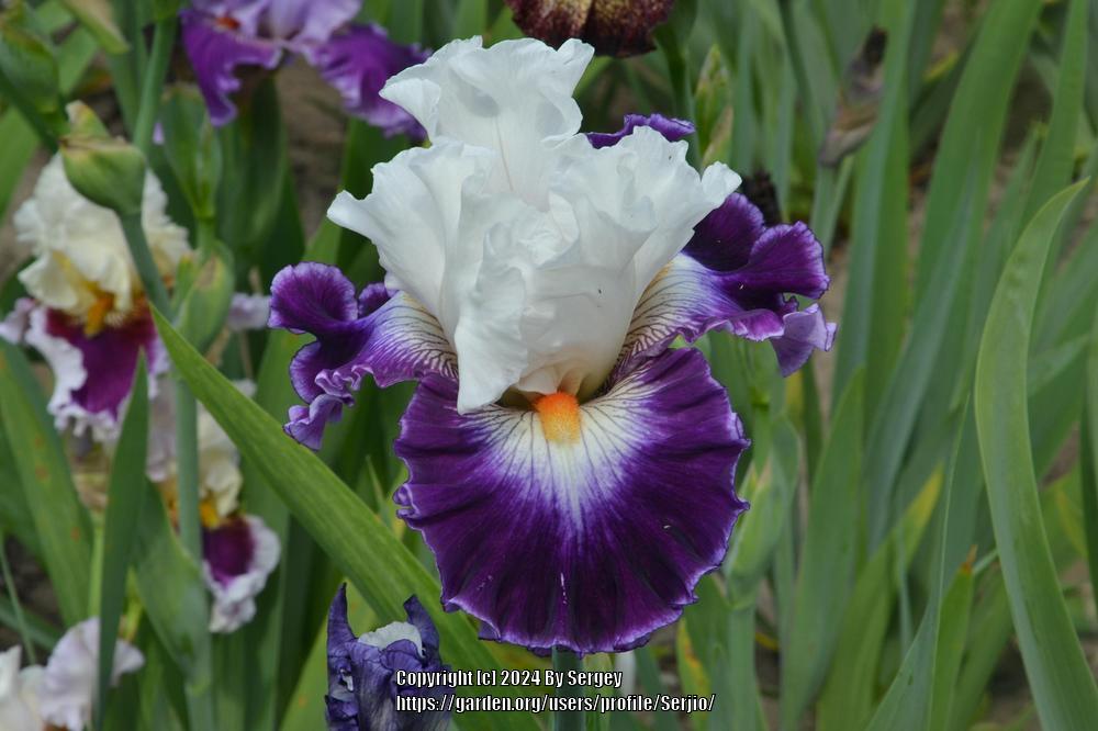 Photo of Tall Bearded Iris (Iris 'Passionista') uploaded by Serjio