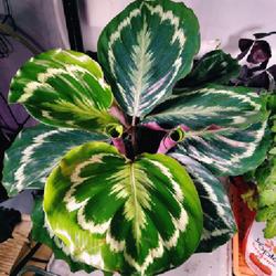 Location: Eagle Bay, New York
Date: 2024-01-23
Rose Painted Calathea (Goeppertia roseopicta)