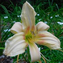 Location: Eagle Bay, New York
Date: 2023-08-29
Daylily (Hemerocallis 'Dance of the Fairies') close view, very ea
