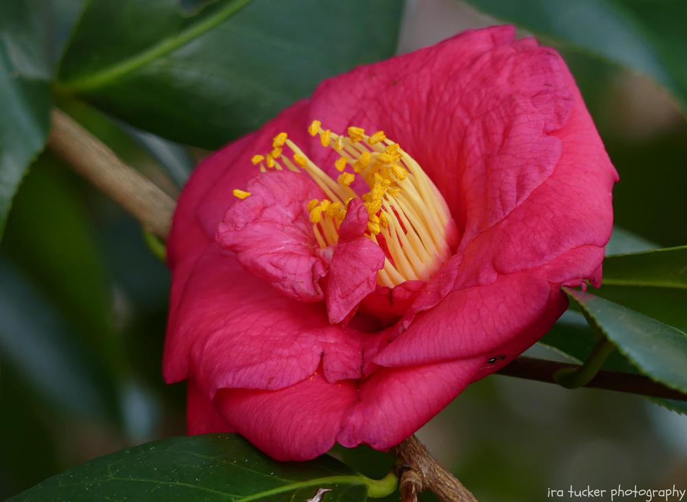 Photo of Japanese Camellia (Camellia japonica 'Akashigata') uploaded by drirastucker