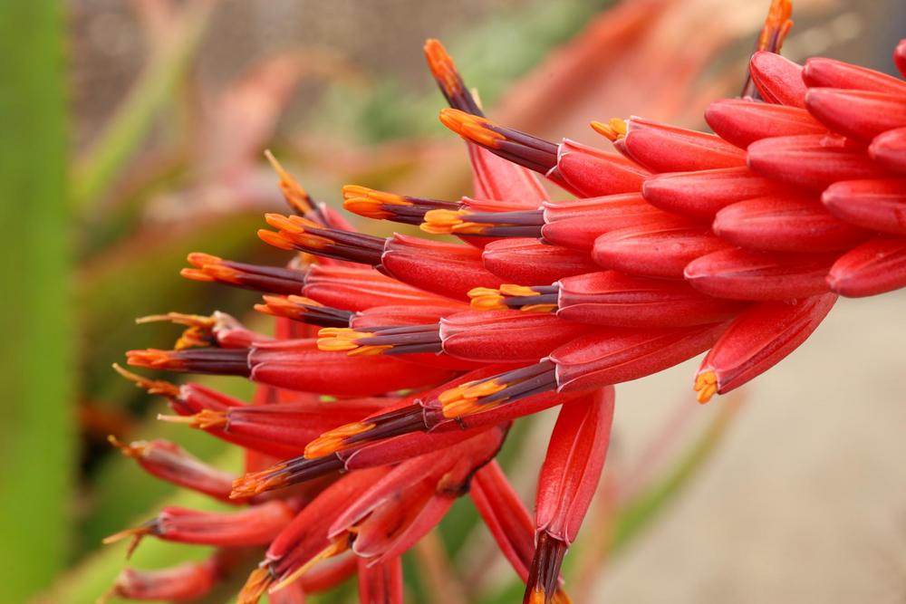 Photo of Aloe (Aloe mawii) uploaded by Baja_Costero