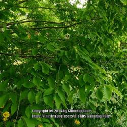 Location: Howick Hall gardens, Northumberland, England UK 
Date: 2022-05-12
Fagus orientalis