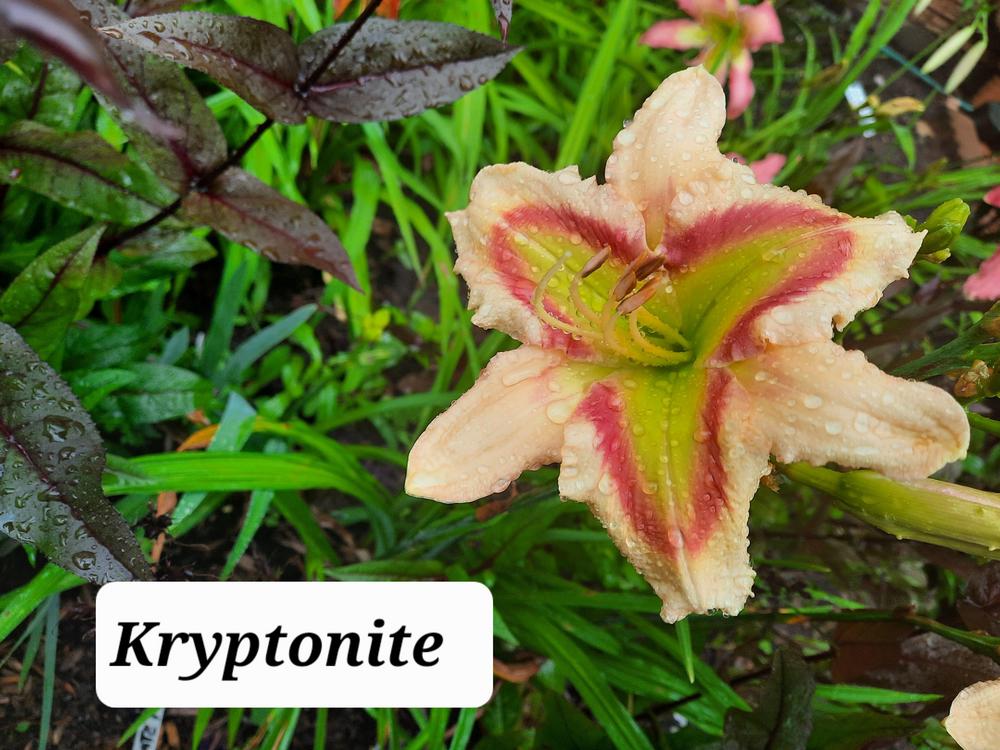 Photo of Daylily (Hemerocallis 'Kryptonite') uploaded by Hazelcrestmikeb