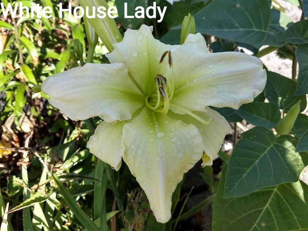 Photo of Daylily (Hemerocallis 'White House Lady') uploaded by Hazelcrestmikeb
