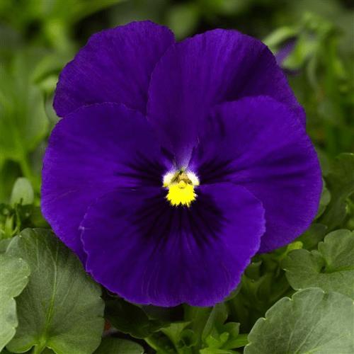 Photo of Pansy (Viola x wittrockiana Delta™ Premium Deep Blue with Blotch) uploaded by Joy