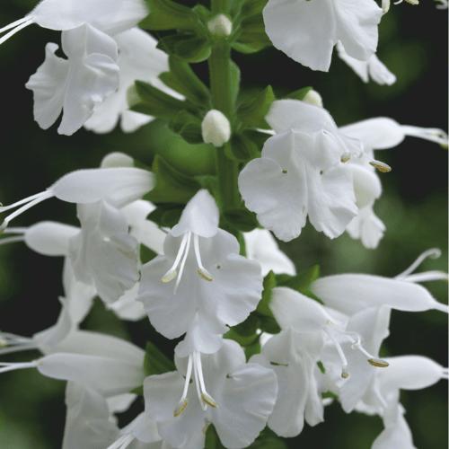 Photo of Salvia (Salvia coccinea Summer Jewel™ White) uploaded by Joy