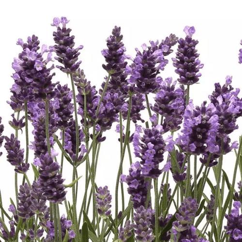 Photo of English Lavender (Lavandula angustifolia 'Ellagance Purple') uploaded by Joy