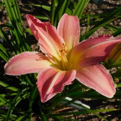 Location: Eagle Bay, New York
Date: 2023-09-03
Daylily (Hemerocallis 'Pastel Pink') 1st full season in gardens