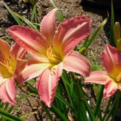 Location: Eagle Bay, New York
Date: 2023-09-03
Daylily (Hemerocallis 'Pastel Pink') in afternoon sun, does not f