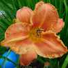 Daylily (Hemerocallis 'Princeton Eye Glow'), 1st year in gardens