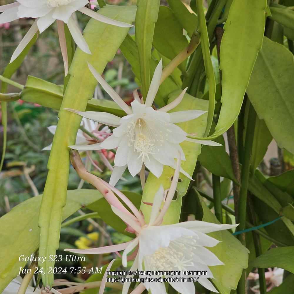 Photo of Epiphyllum (Epiphyllum pumilum) uploaded by chhari55