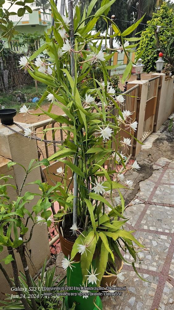 Photo of Epiphyllum (Epiphyllum pumilum) uploaded by chhari55